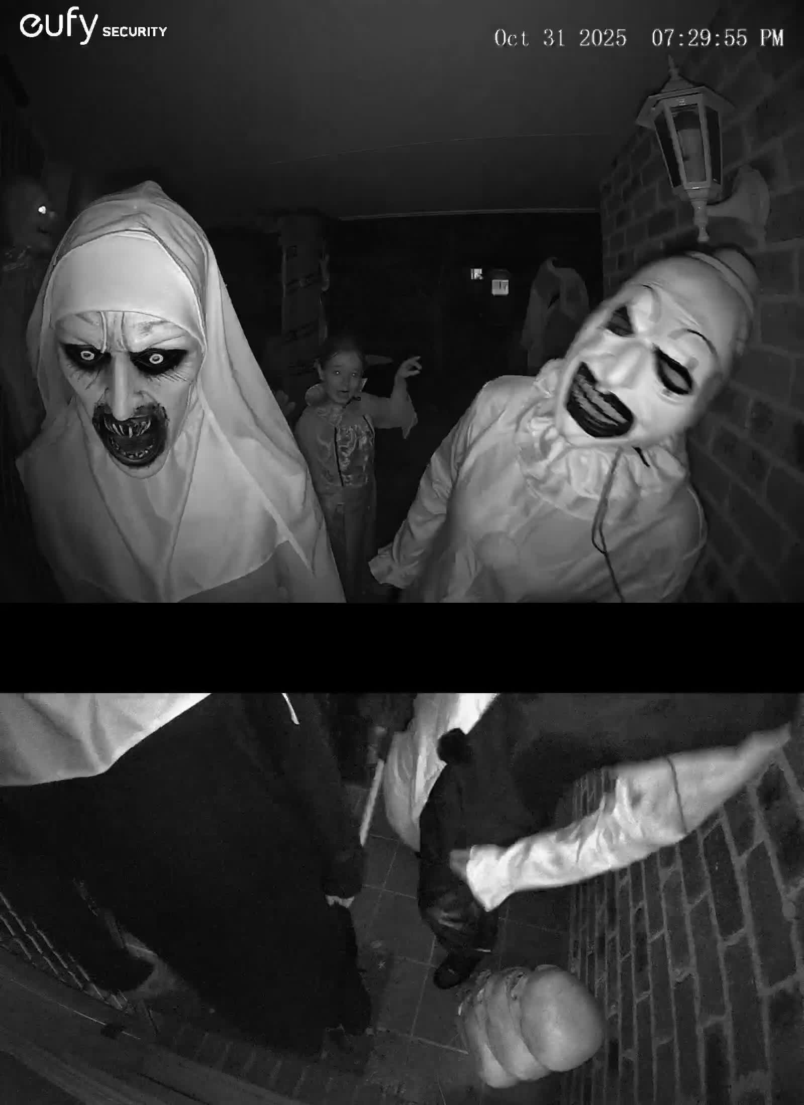 Belgian Shepherd Dog dogs for sale: Belgian Malinois Pups - Video 1