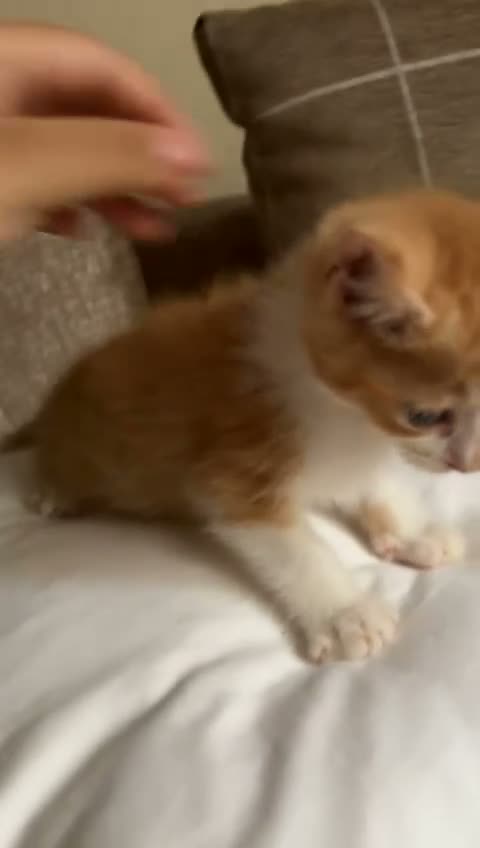 Mixed Breed cats for sale: Adorable mixed breed kittens for sale  - Video 2