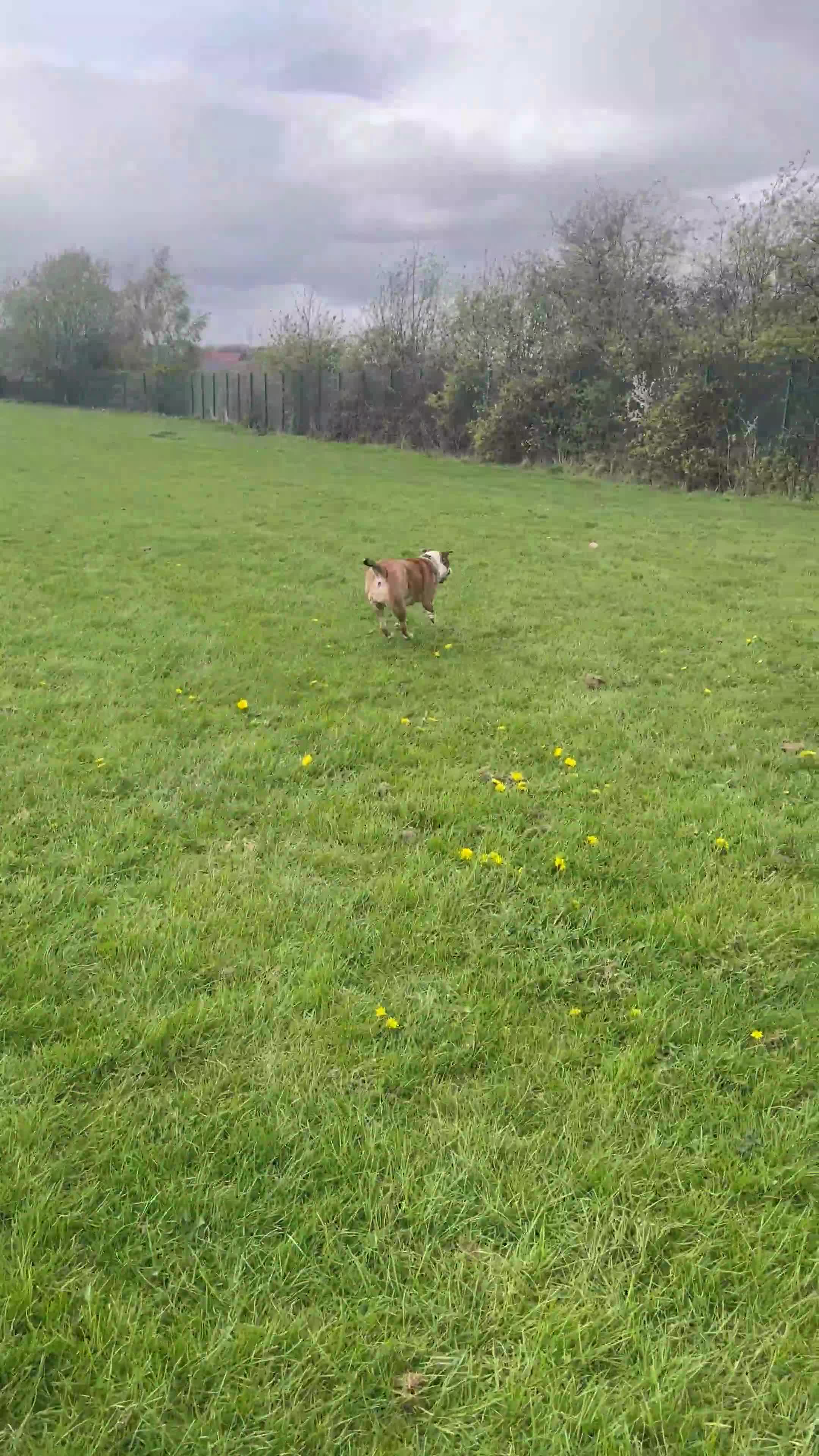 Alapaha Blue Blood Bulldog dogs for stud: Looking for a stud for my female in Barnsley - Video 1
