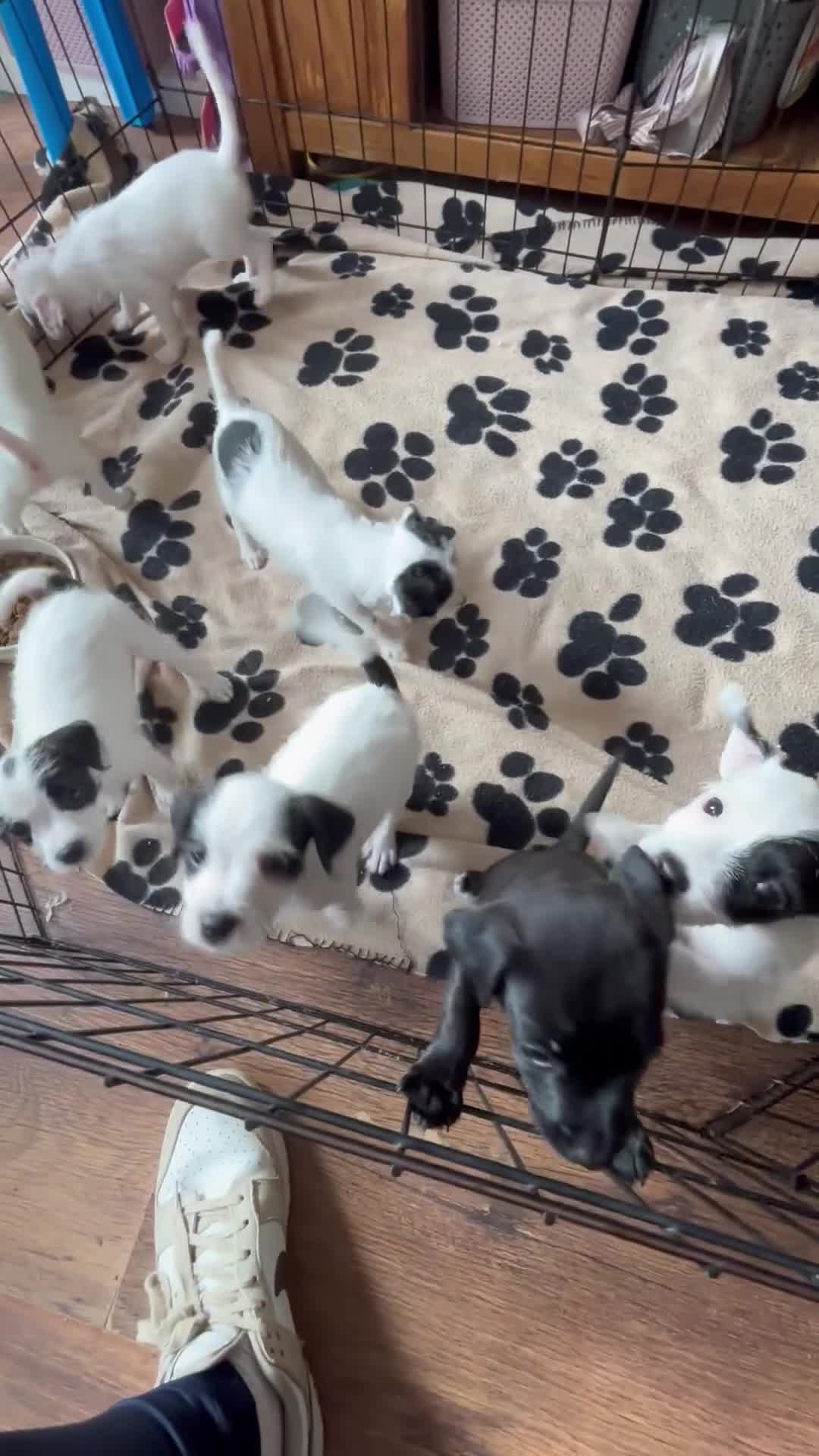 Mixed Breed dogs for sale: Border terrier x Patterdale terrier   - Video 2