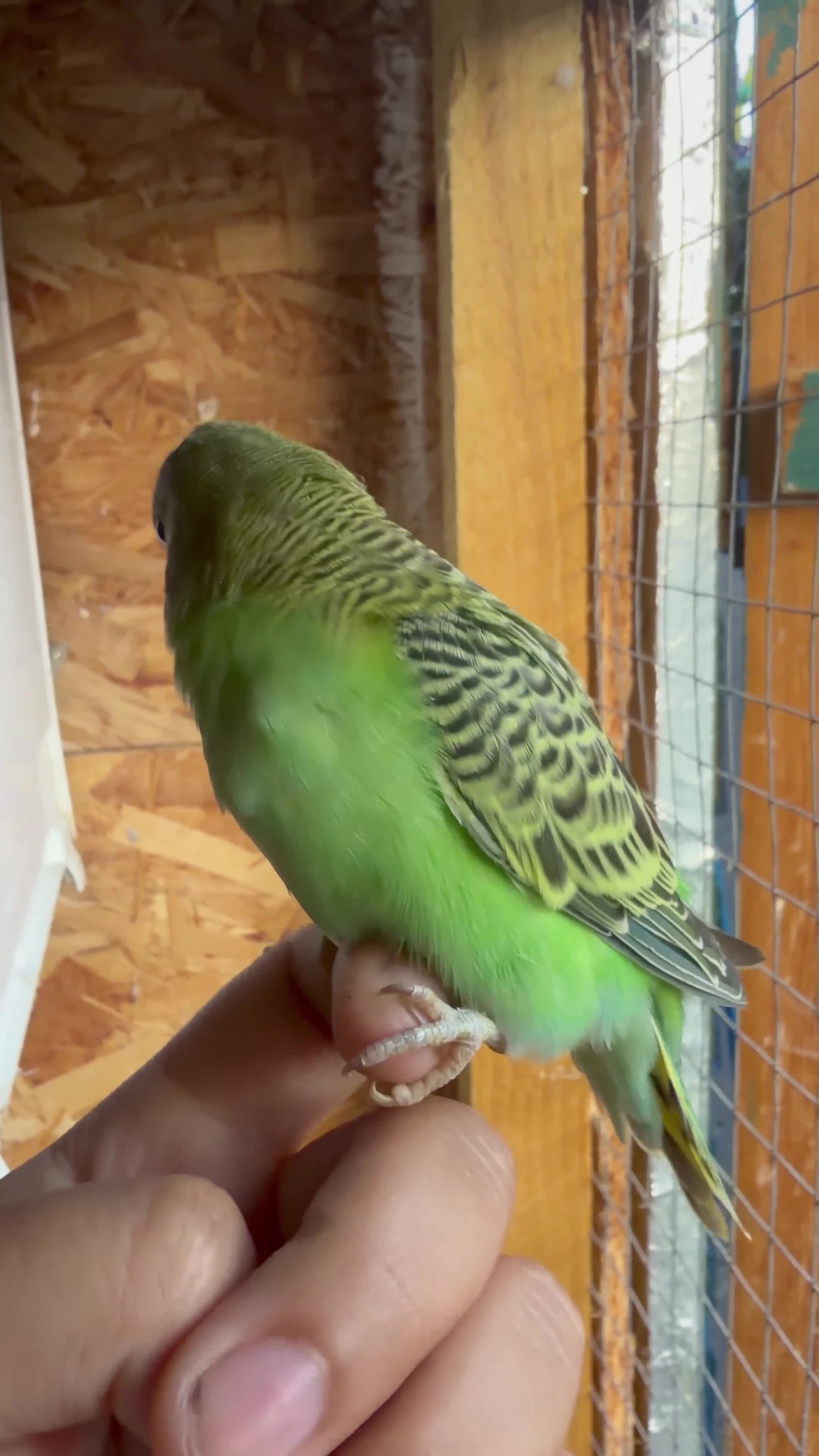 Budgerigars birds for sale: Baby budgies  - Video 1