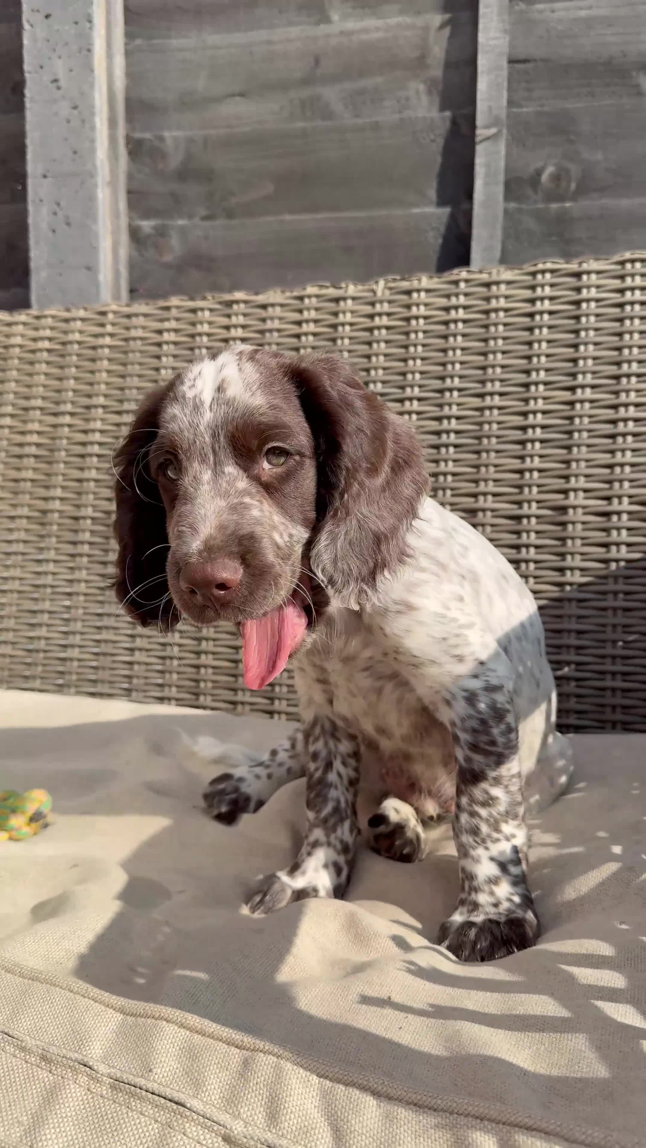 Cocker Spaniel dogs for sale: 6 beautiful cocker spaniel puppies (2 boys left!) - Video 1