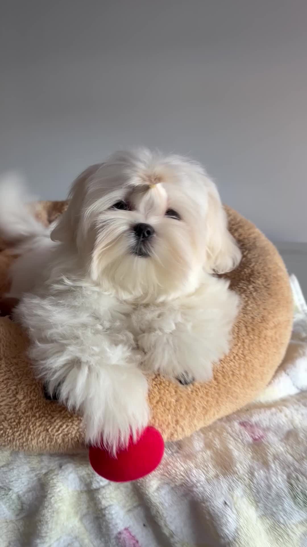 Maltese dogs for sale: 🩷🩷 Unique Korean Maltese puppy 🩷🩷 - Video 2