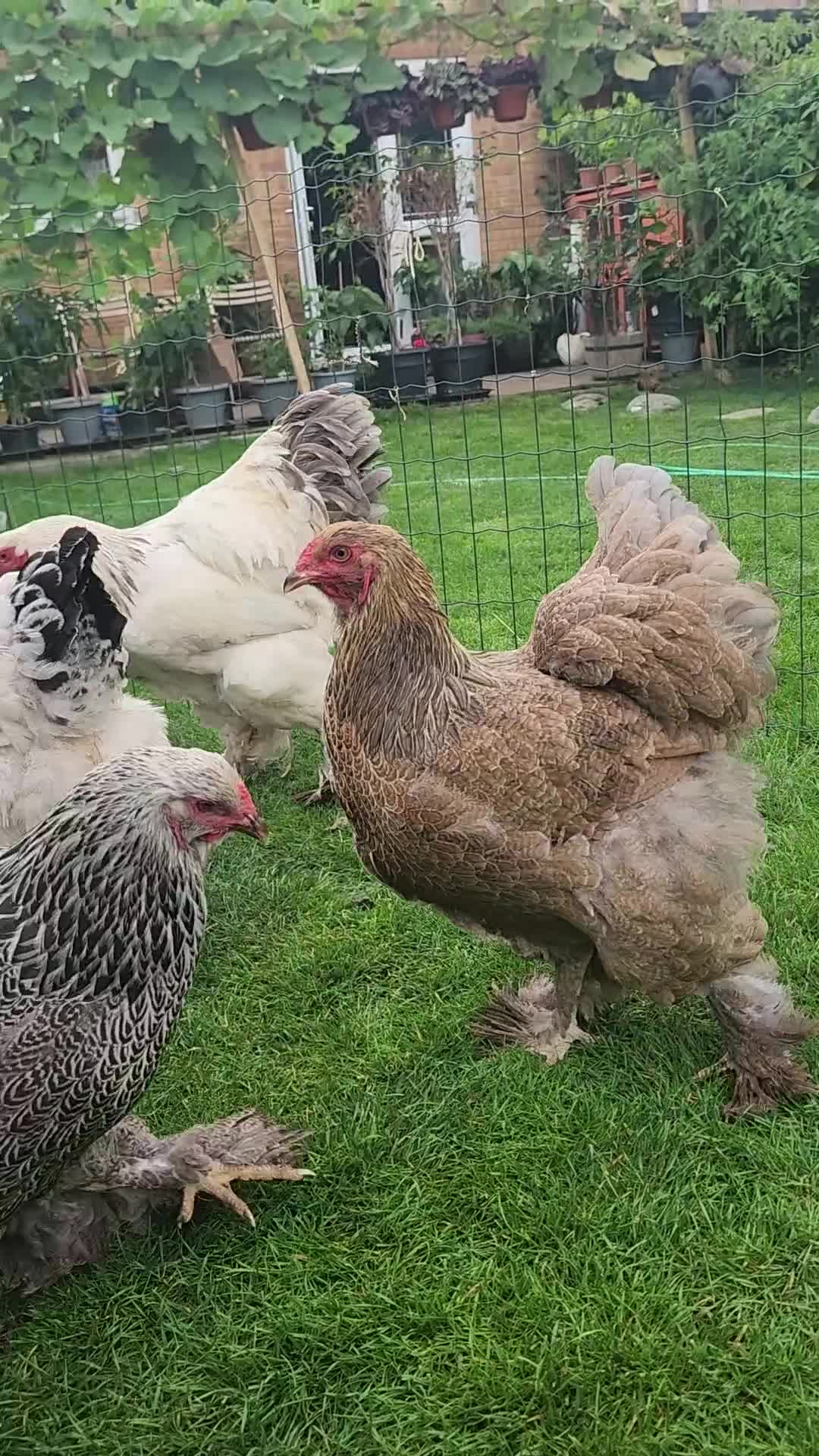 Chickens poultry for sale: Hatching eggs - Video 2