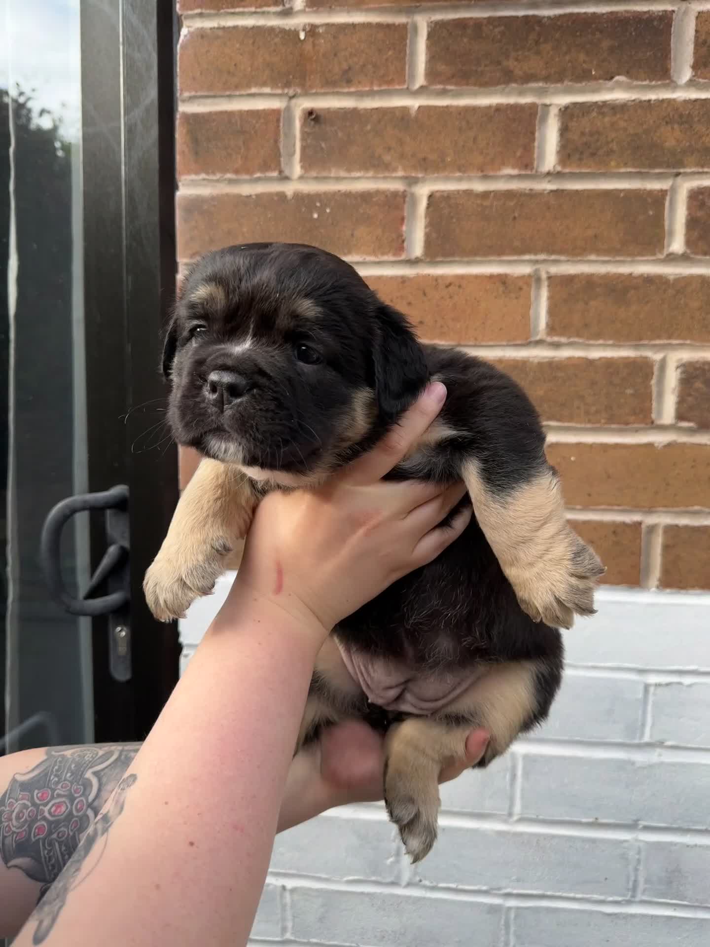 Olde English Bulldogge dogs for sale: Champion Sired Health Tested OEB puppies - Video 1