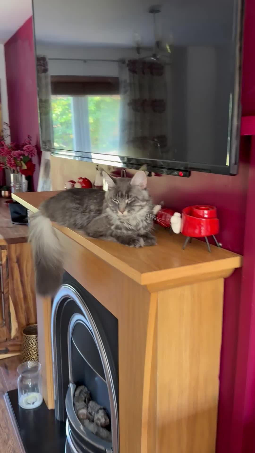 Maine Coon cats for sale: Beautiful Mainecoon kittens ready for loving homes - Video 5