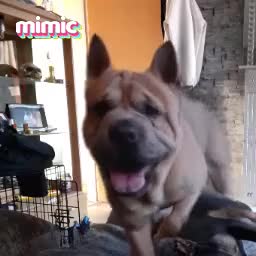 Mixed Breed dogs for sale: French bulldog x - Video 1