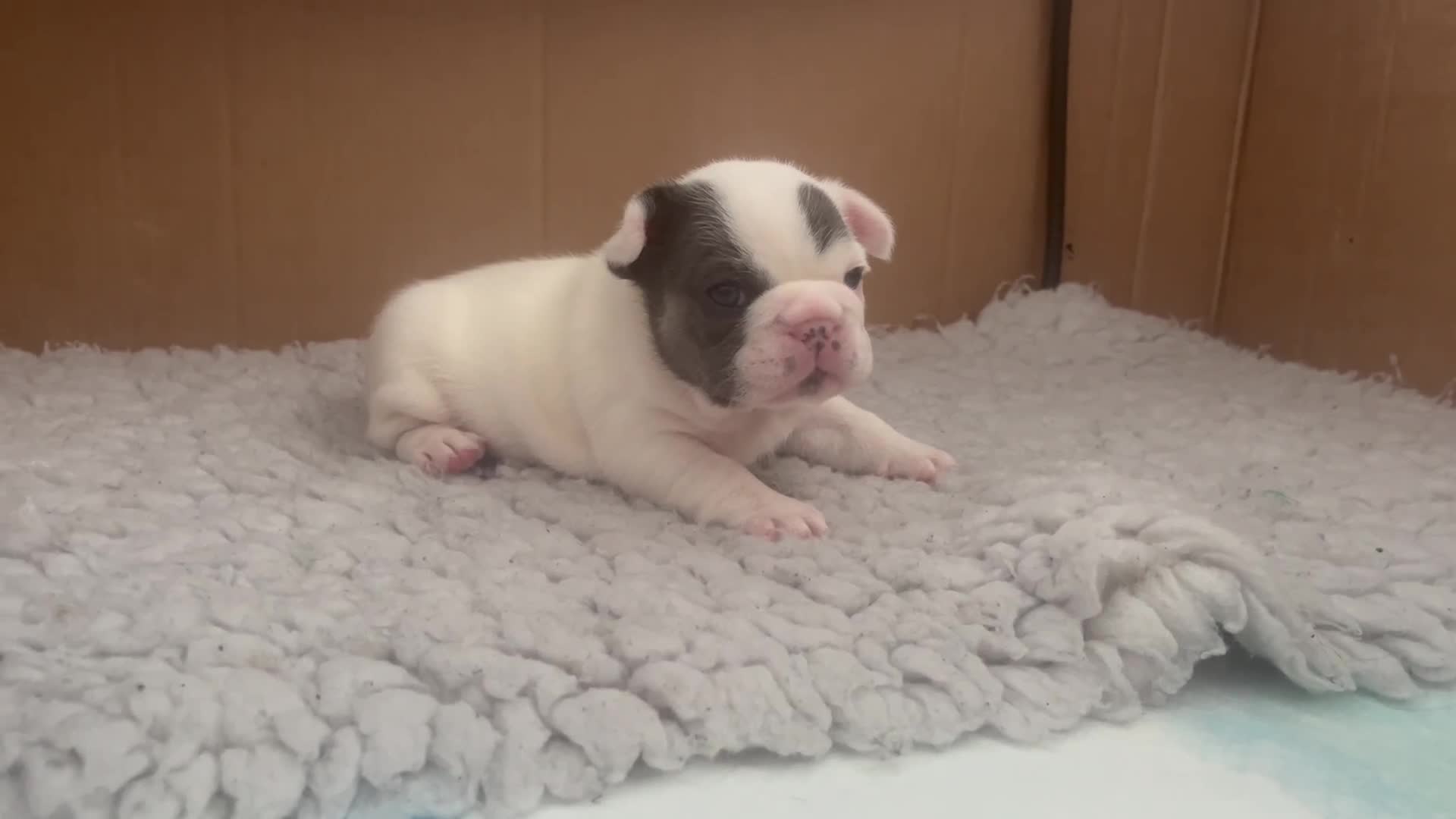 French Bulldog dogs for sale: Fluffy French Bulldogs - Video 2