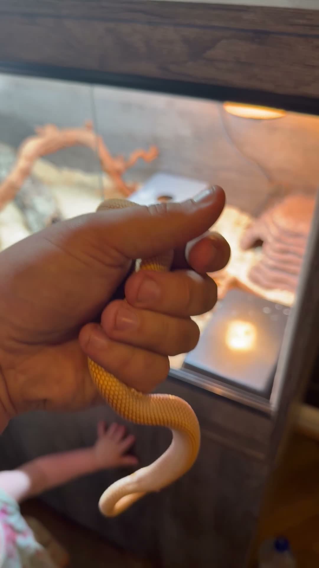 Snake reptiles for sale: Hognose snake and set up  - Video 1