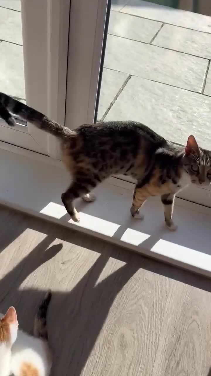Mixed Breed cats for sale: Cute mixed Bengal kittens  - Video 2