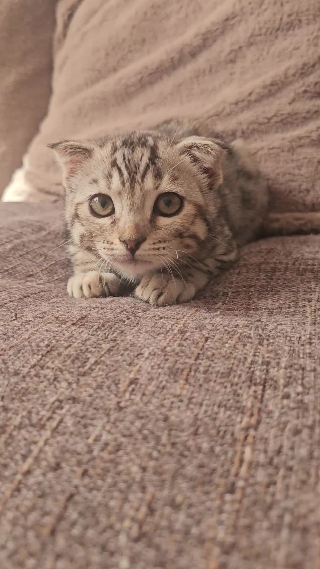 Mixed Breed cats for sale: Silver bengal x Scottish fold kittens - Video 1