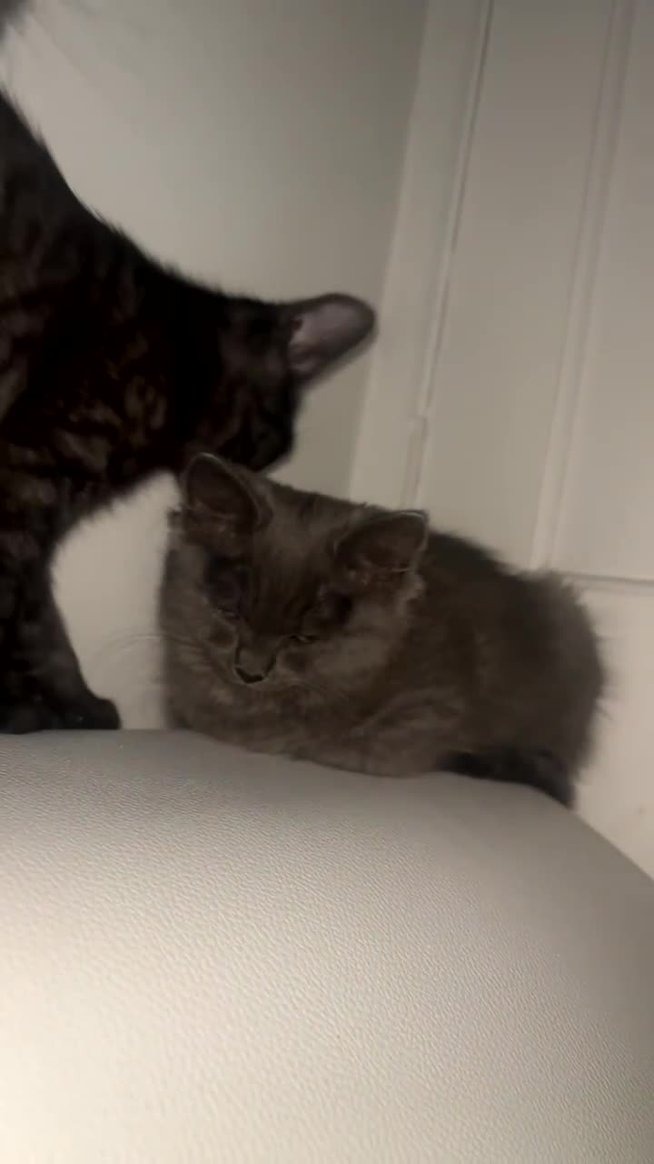Maine Coon cats for sale: Mainecoon cross Persian chinchilla 🩷 - Video 1