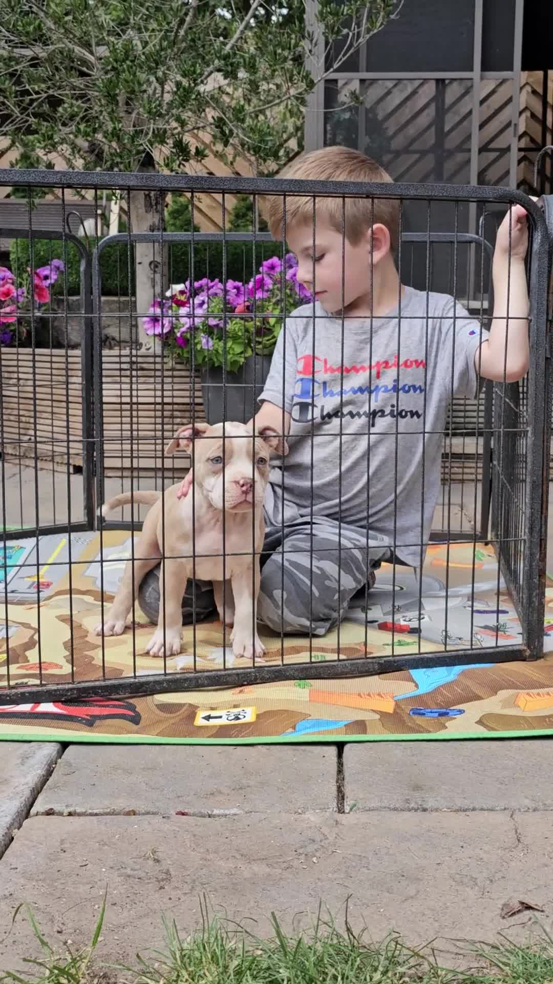 American Bully dogs for sale: 9 week old pocket bully pups, well known bloodline - Video 4