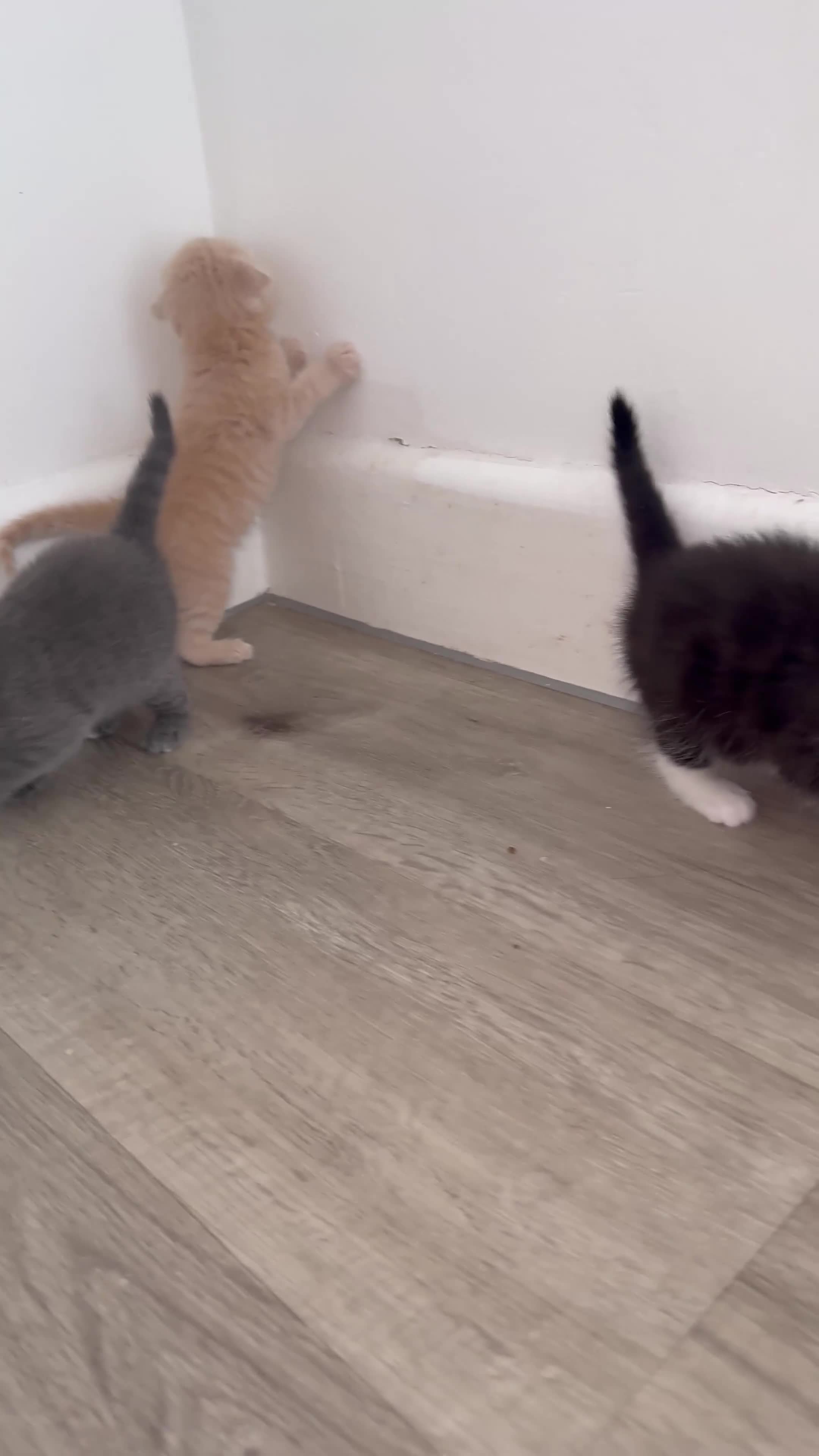 Scottish Fold cats for sale: Kittens. Scottish fold - Video 1