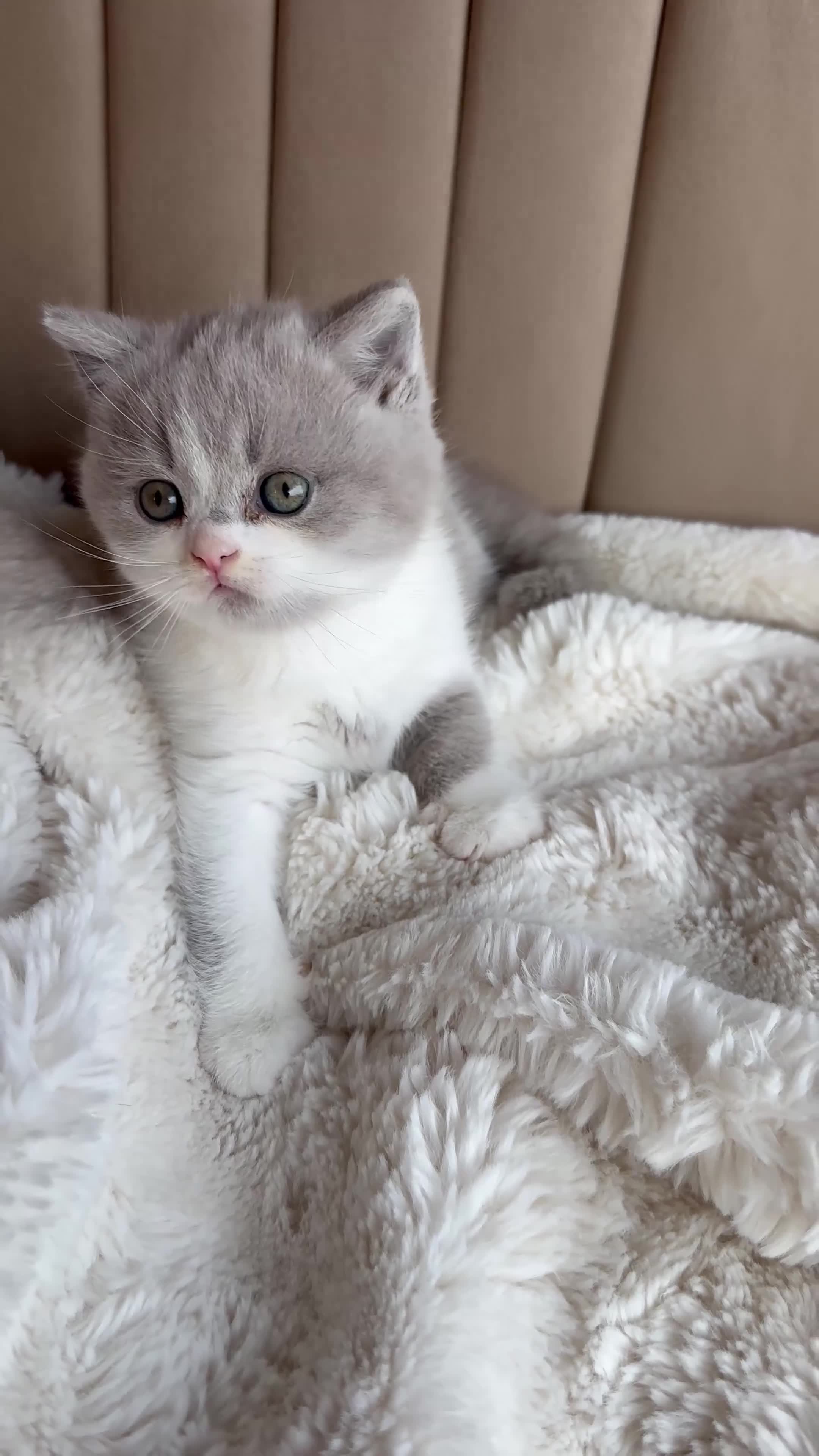British Shorthair cats for sale: British Short Hair kittens GCCF REG - Video 2