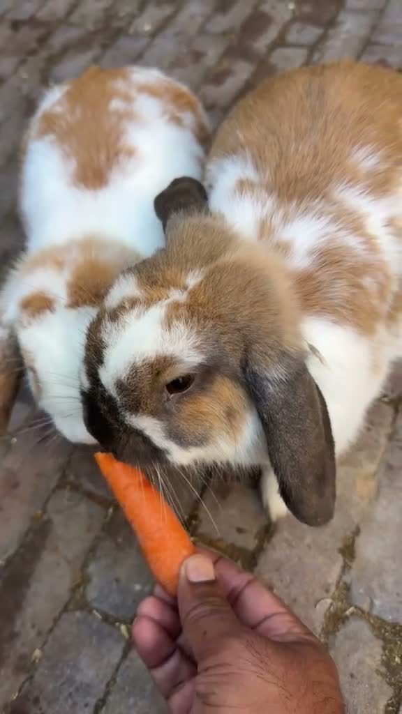 Mixed Breed rabbits for sale: Lovely, Friendly and Tame Rabbits for Sale! - Video 1