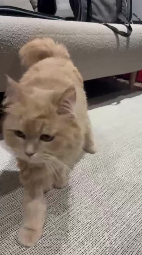 Mixed Breed cats for adoption: SIMBA BEAUTIFUL PERSIAN BOY MEDIUM ENERGY - Video 1