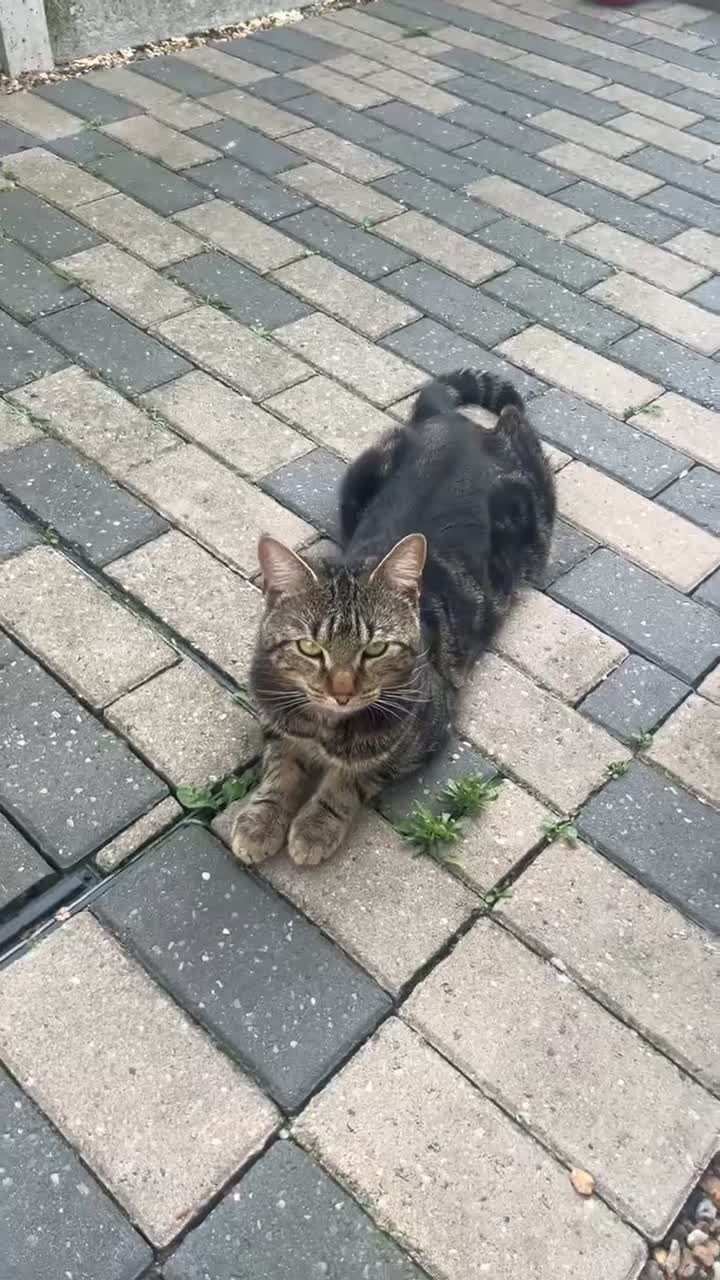 European cats for sale: Tabby cat for sale  - Video 2
