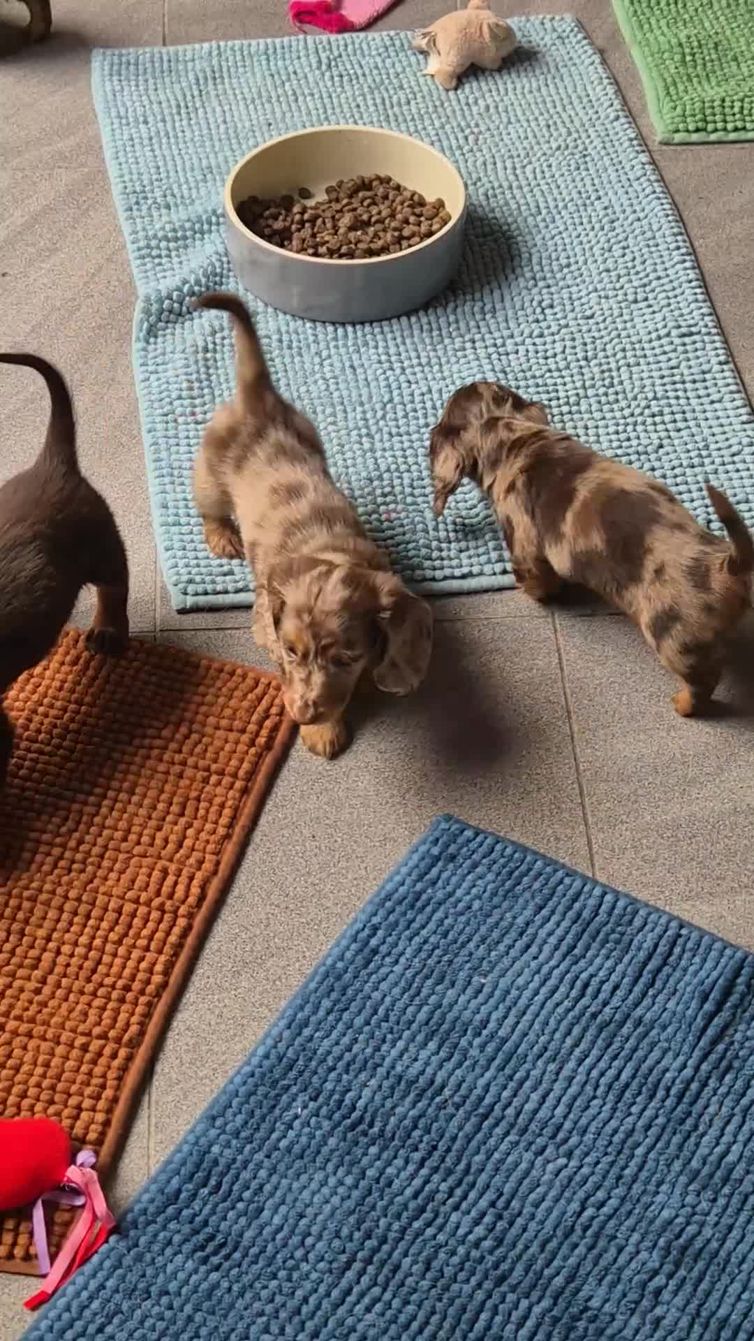 Miniature Dachshund dogs for sale: ⚜️KC PRA clear TINY Miniature dachshund puppies  - Video 2