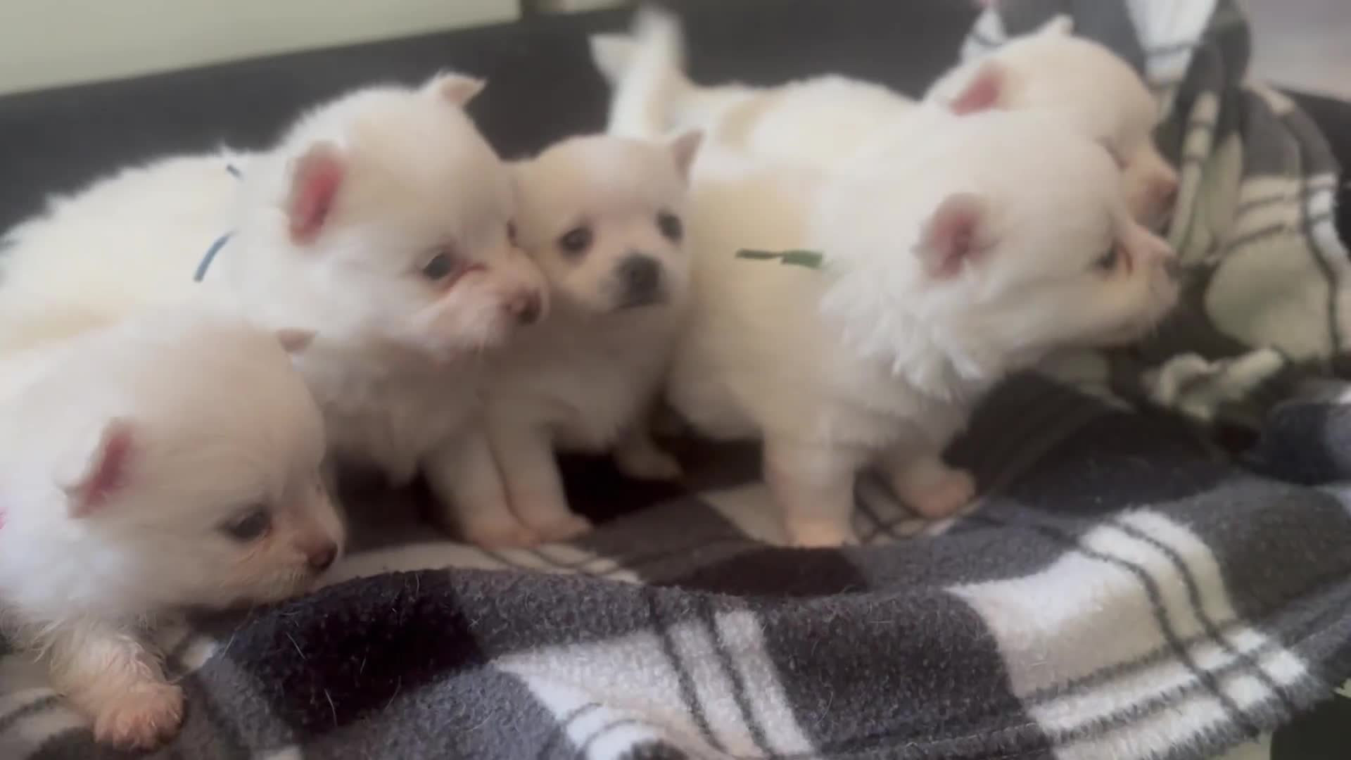 Pomchi dogs for sale: Beautiful Fluffy Pomchis - Video 2