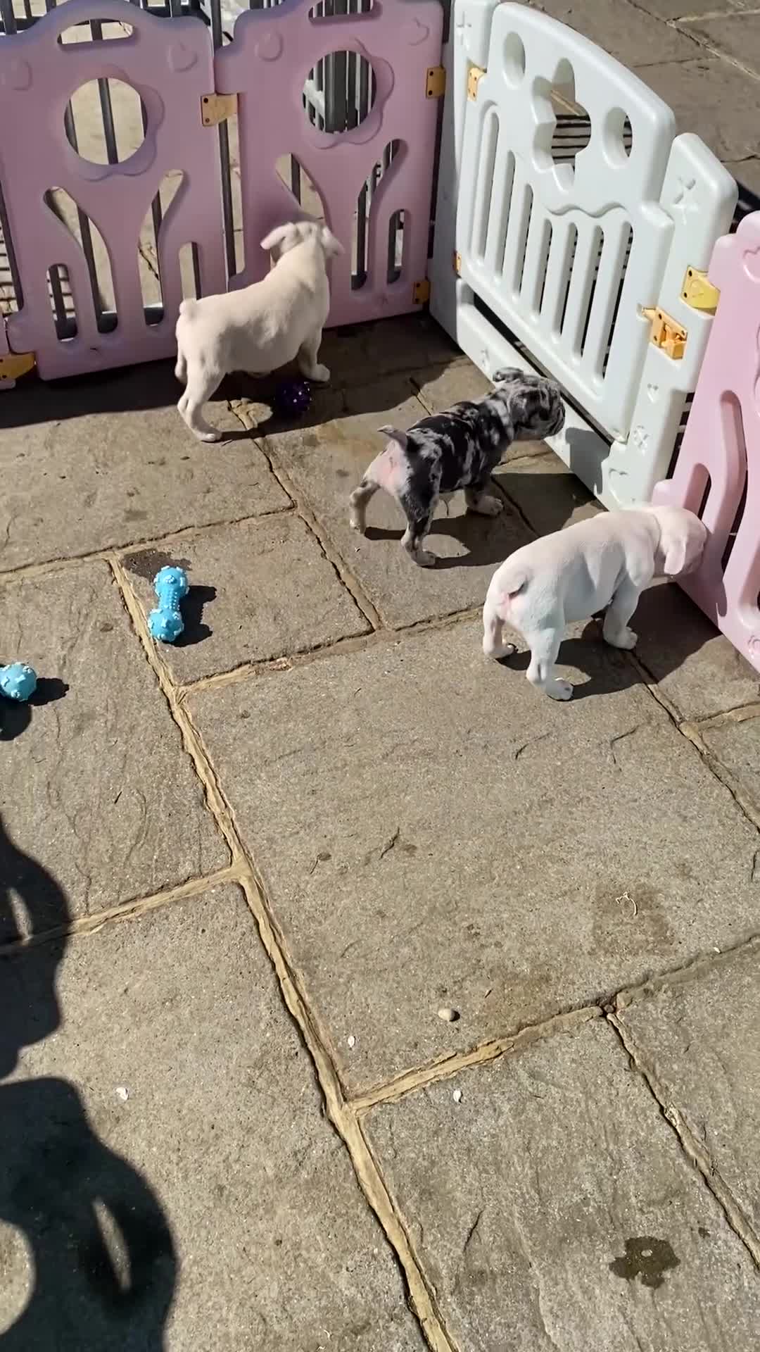 French Bulldog dogs for sale: Last KC registered French Bulldog puppy - Video 3