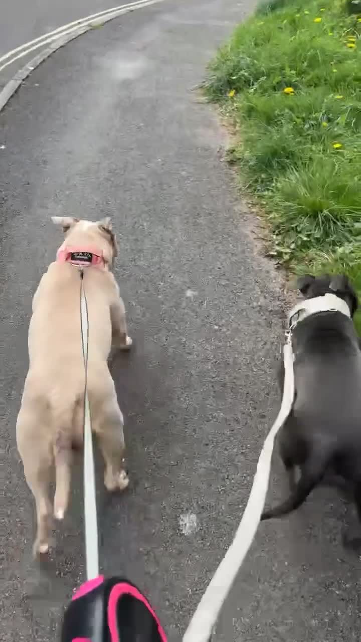 Staffordshire Bull Terrier dogs for sale: Blu 💙 - Video 5