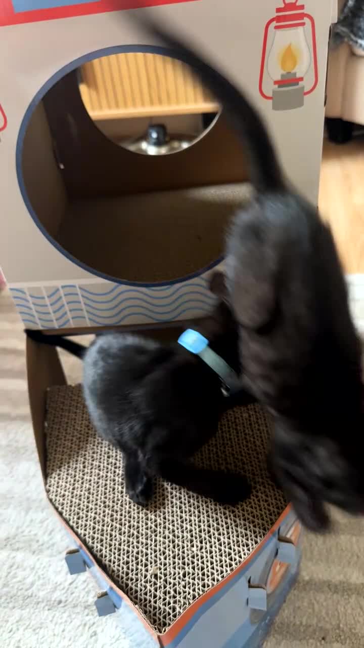 Mixed Breed cats for sale: Bengal x siamese (bengalese) - Video 1