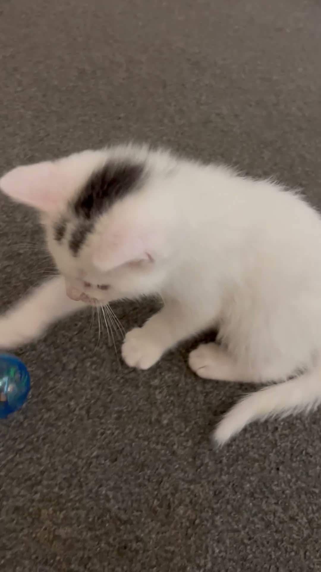 Mixed Breed cats for sale: Beautiful White Kitten Miu Miu – Loving & Playful - Video 2
