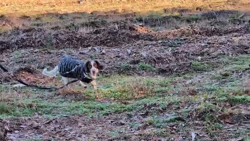 Mixed Breed dogs for adoption: 💙TOMMY THE SPANIEL💙-CLEVER, LOVING SPECIAL BOY  in High Peak - Video 5