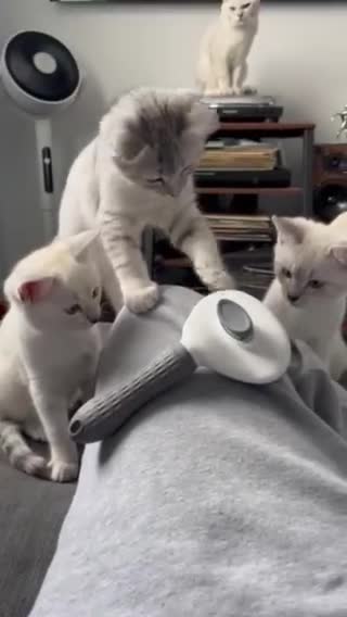 British Shorthair cats for sale: Beautiful British Shorthair Kittens... - Video 4