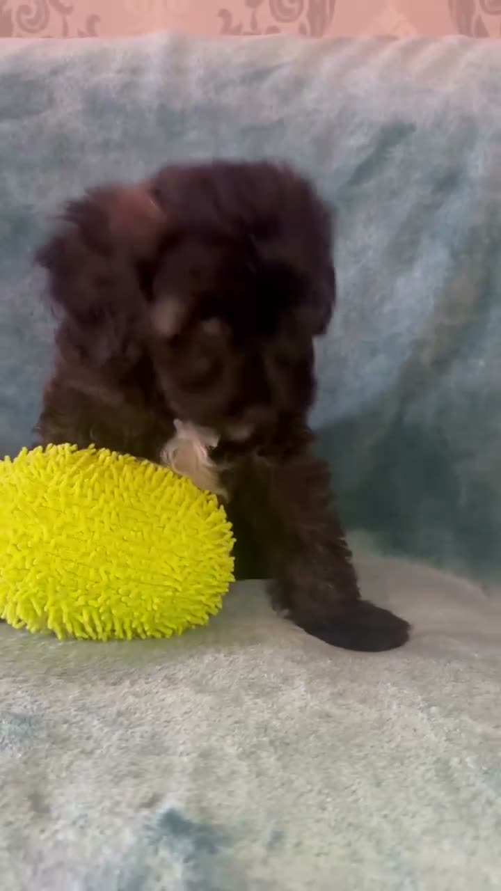 Australian Labradoodle dogs for sale: Australian Labradoodle Small Size  - Video 1