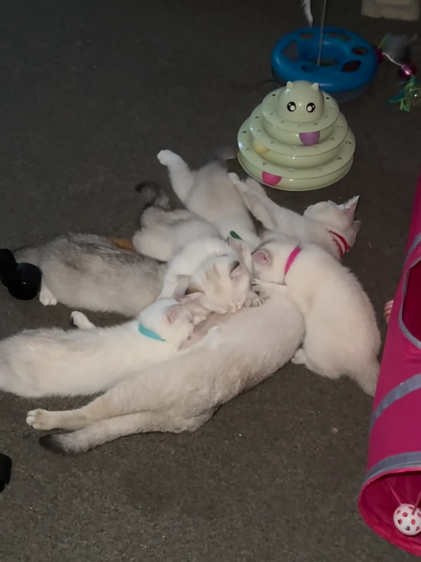 British Shorthair cats for sale: Beautiful BSH Blue Golden TICA kittens - Video 1
