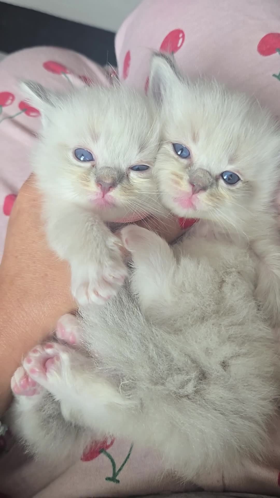 Ragdoll cats for sale: Cute litter of Purebred Blue-eyed Ragdoll kittens - Video 1