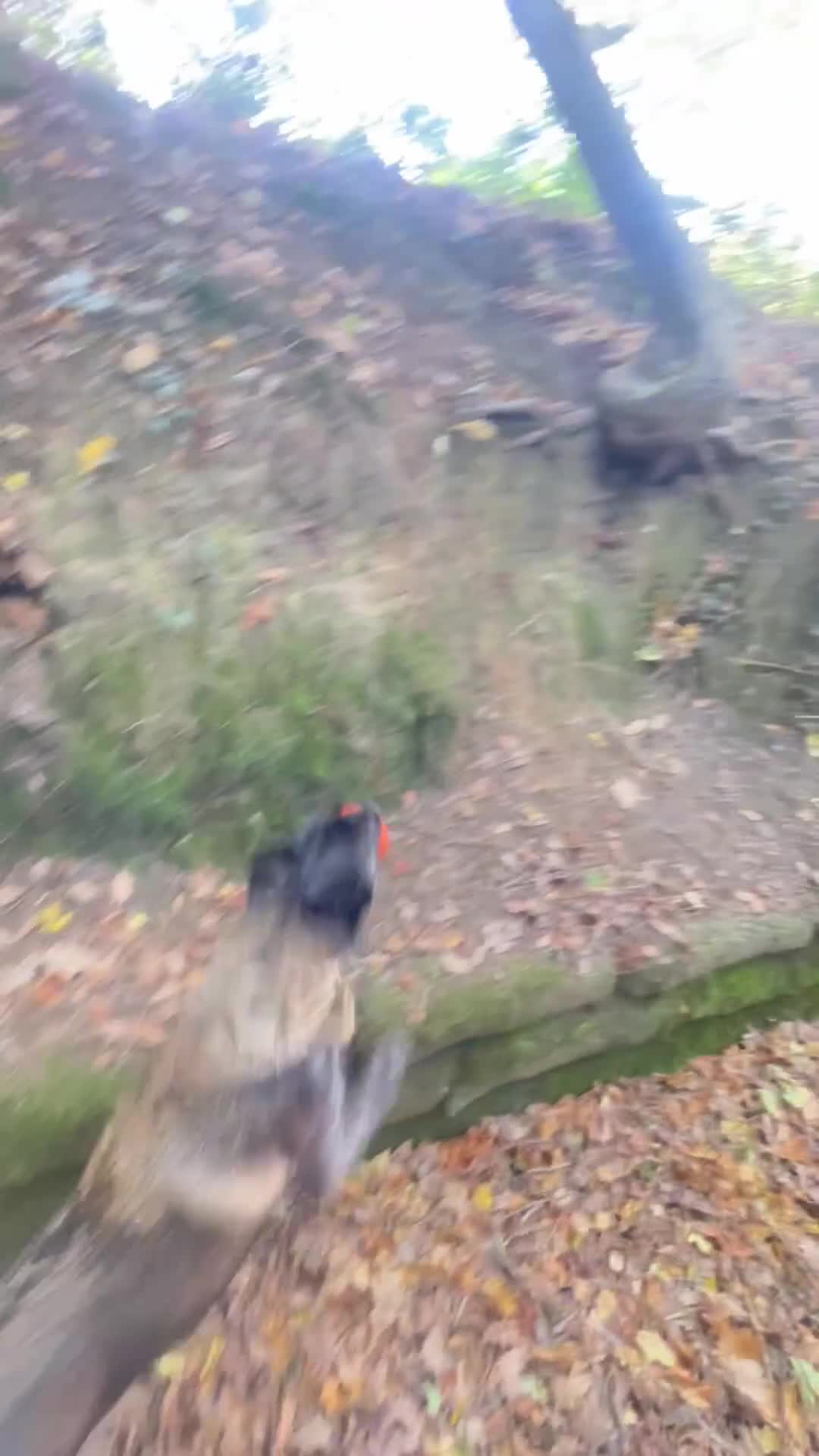 Belgian Shepherd Dog dogs for sale: Arabella - Video 1