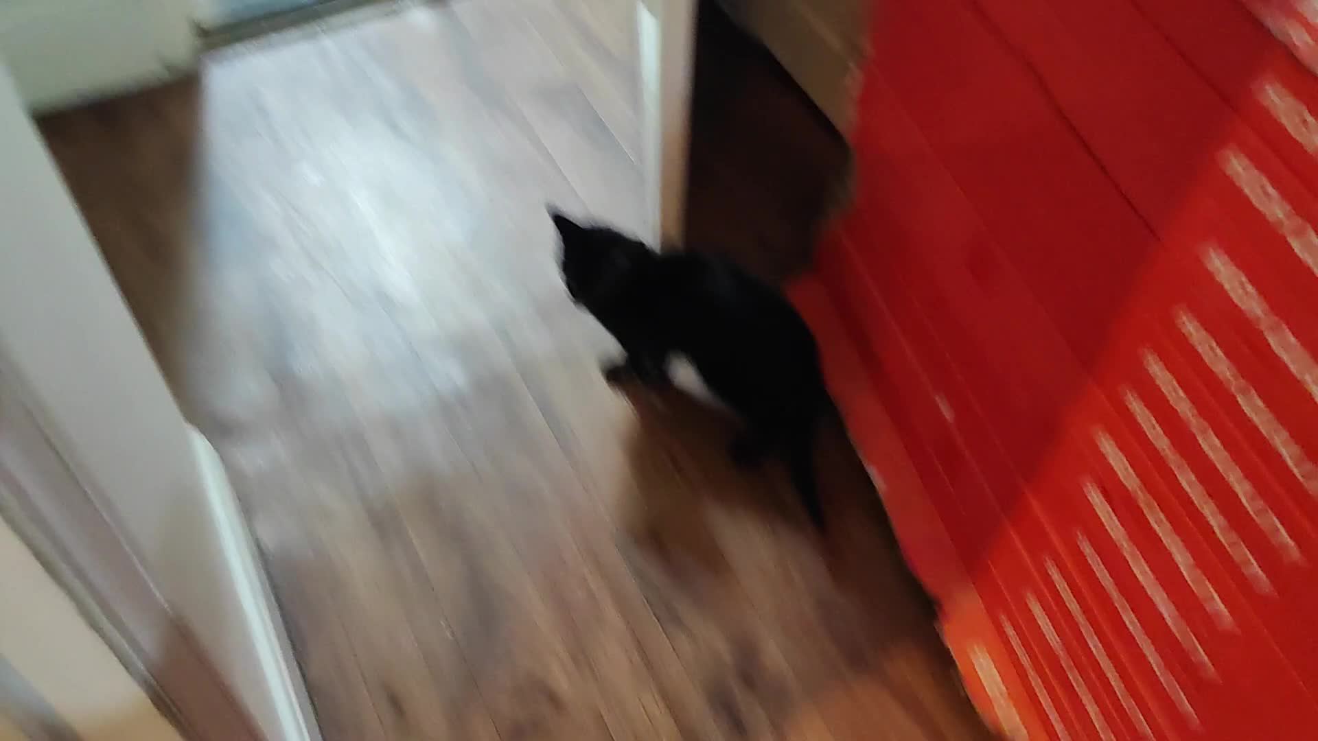 Mixed Breed cats for sale: kittens gorgeous kittens for sale  - Video 3