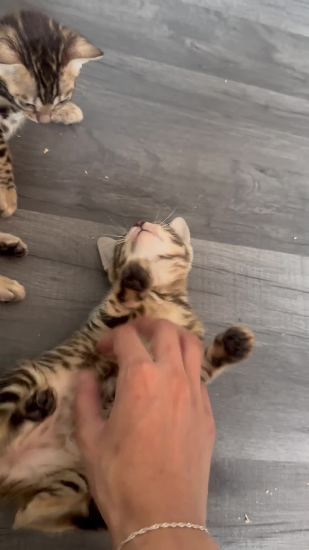 Bengal cats for sale: 💕Rosetted bengal kittens 💕 - Video 2