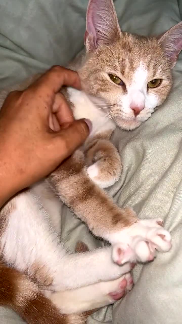 American Shorthair cats for sale: 2 females 1 white male ******s £20 - Video 1