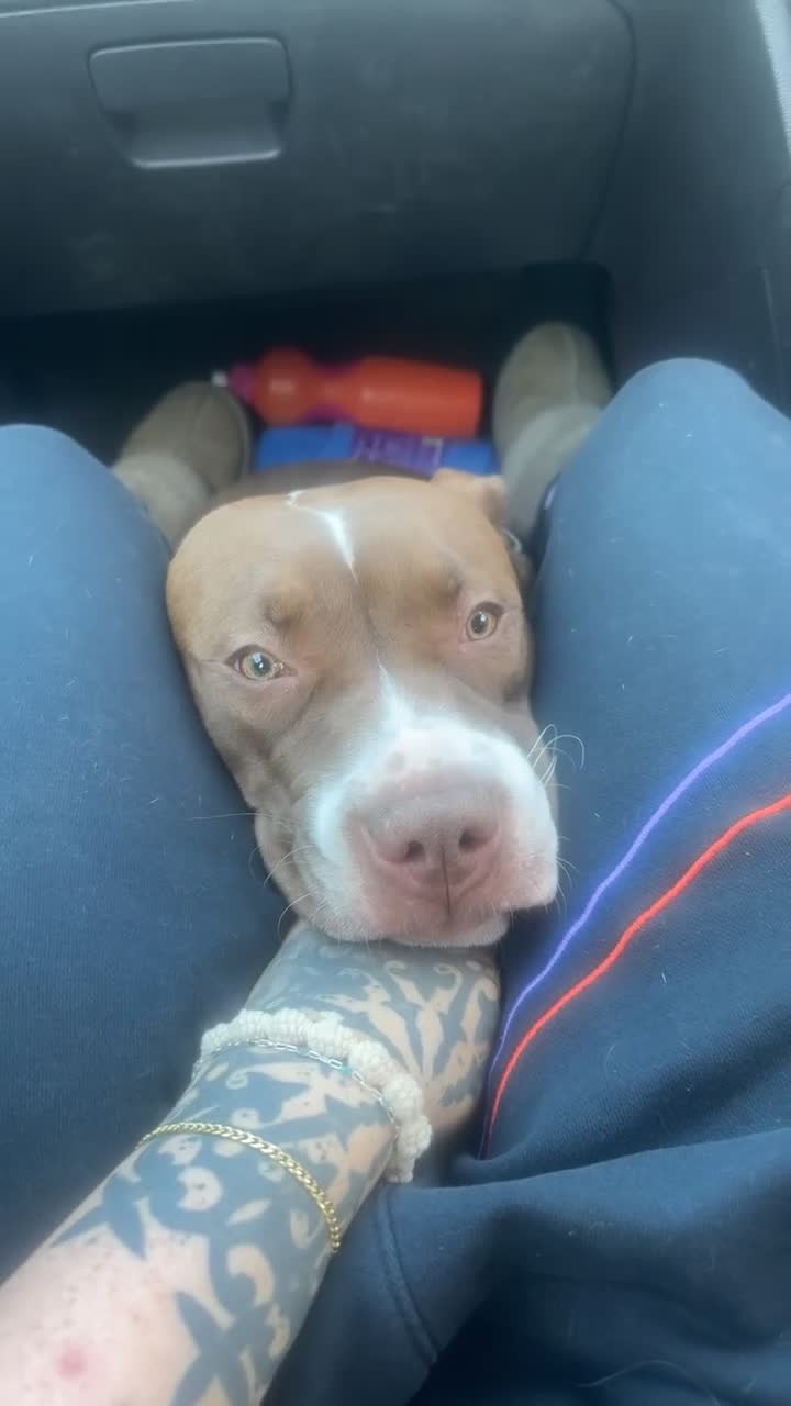 American Bully dogs for sale: Blaze  - Video 3