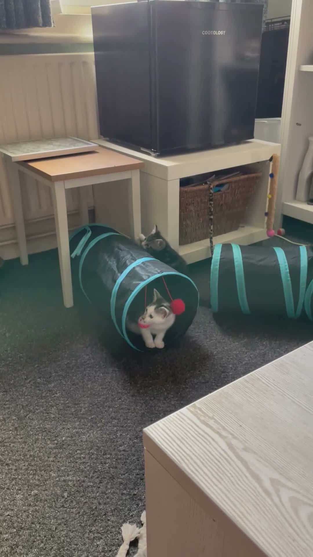 Mixed Breed cats for sale: 2 short haired kittens for sale  - Video 2