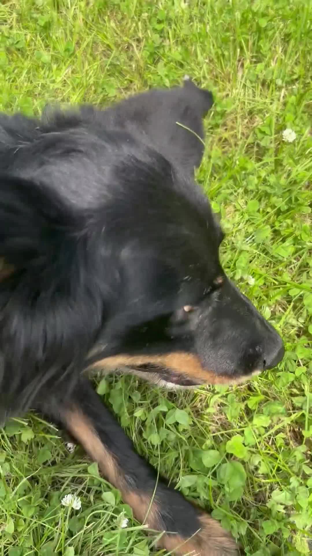 Mixed Breed dogs for sale: Huntaway x Welsh Sheep Dog Male Puppy - Video 2