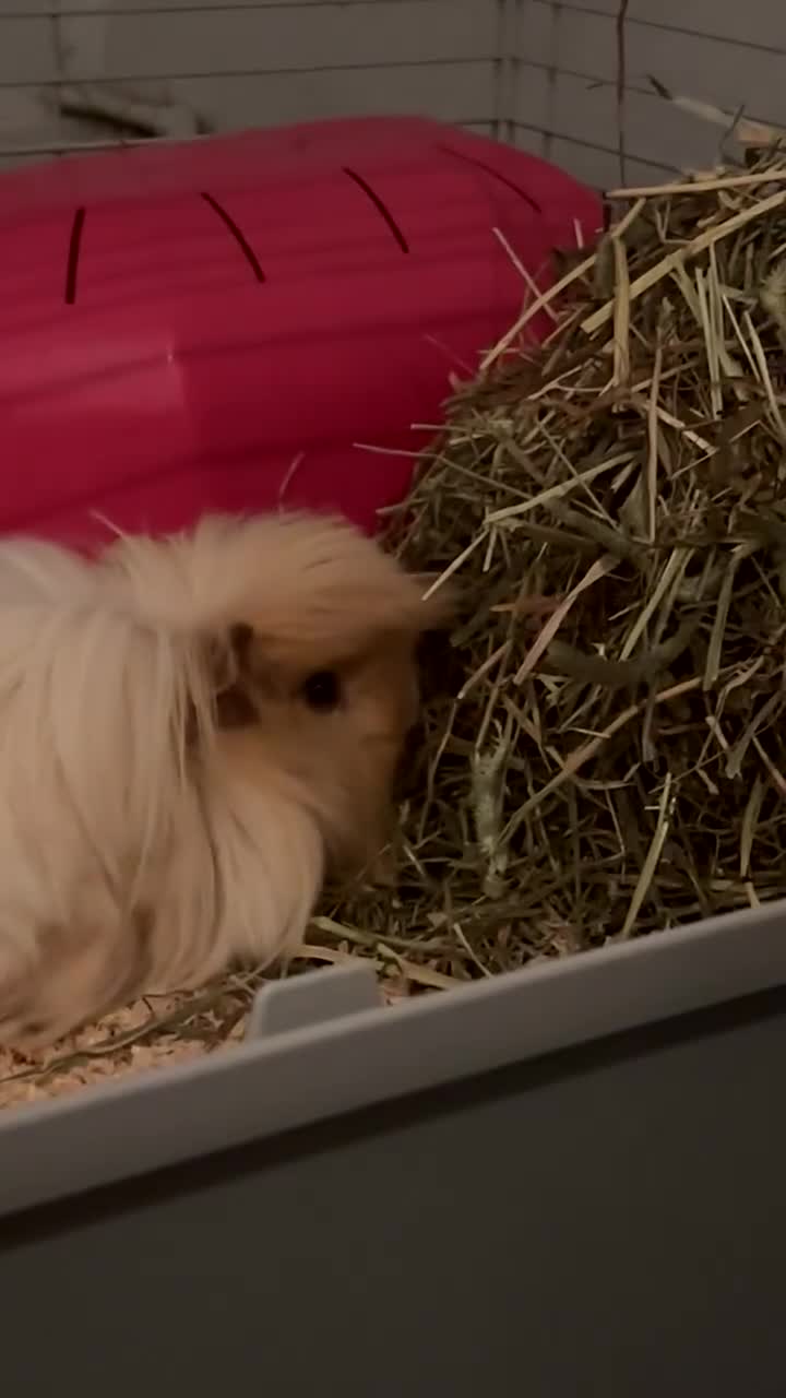 Guinea Pig rodents for sale: piggy brothers for sale - Video 2