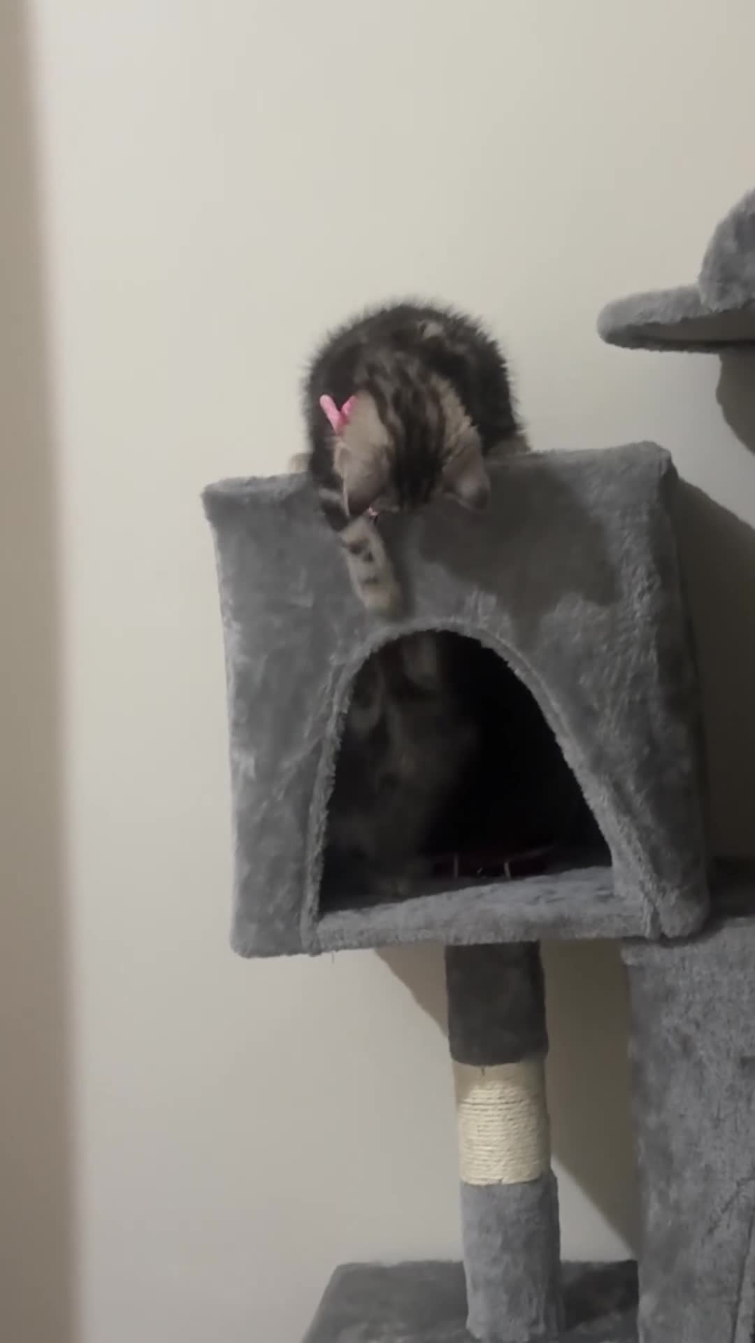 British Longhair cats for sale: 2 girls kittens for sale  - Video 2