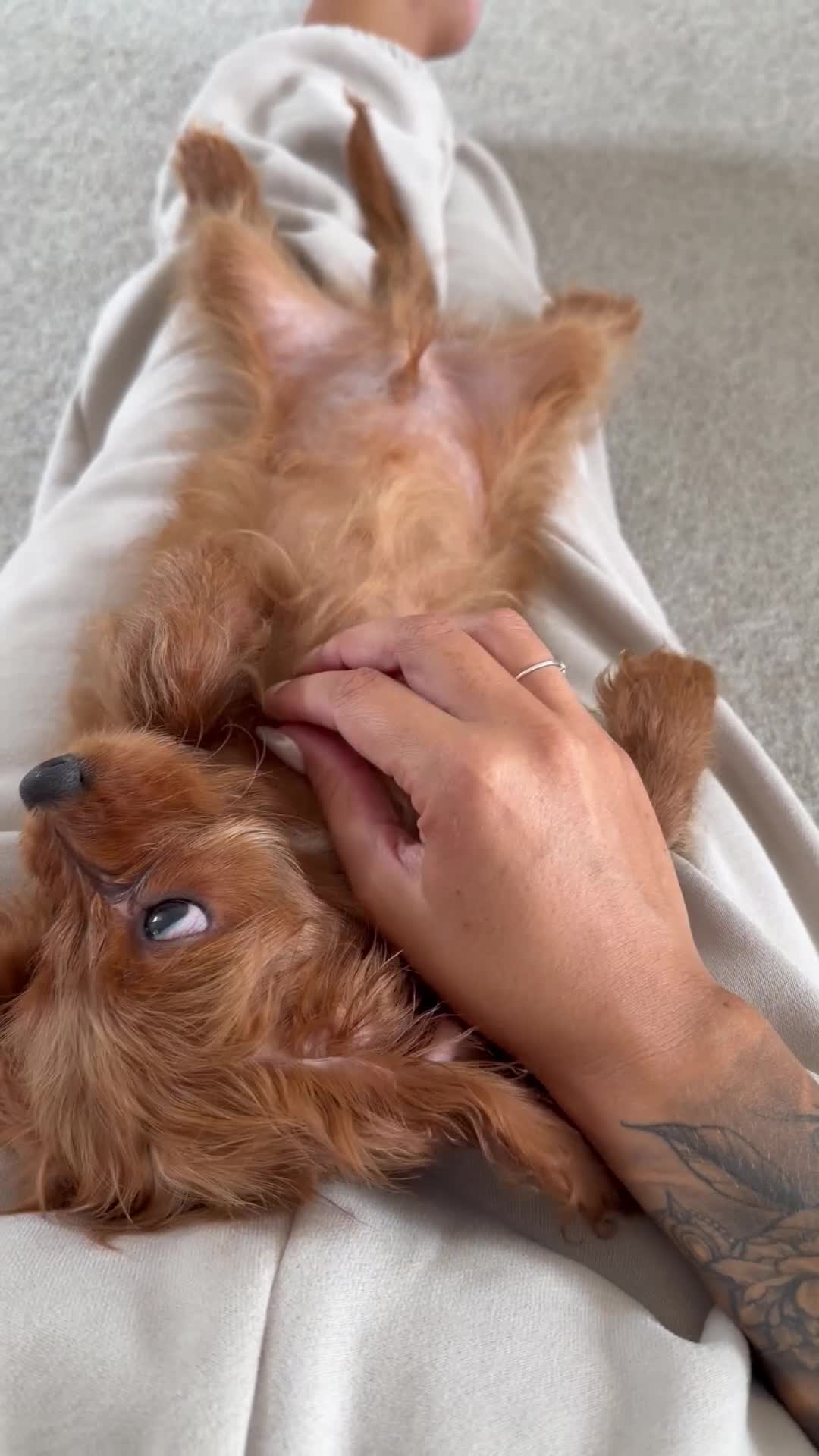 Cavapoo dogs for sale: ✨ TINY Fox Red F1 Cavapoos ✨ - Video 2
