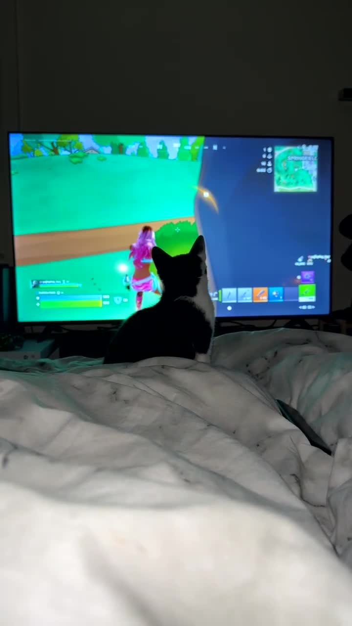 Mixed Breed cats for sale: Male tuxedo kitten  in Oldham - Video 4