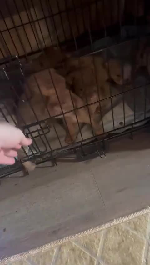 English Bulldog dogs for sale:  🔥TOP BLOOD LINES 🔥 ENGLISH BULLDOGS  - Video 5