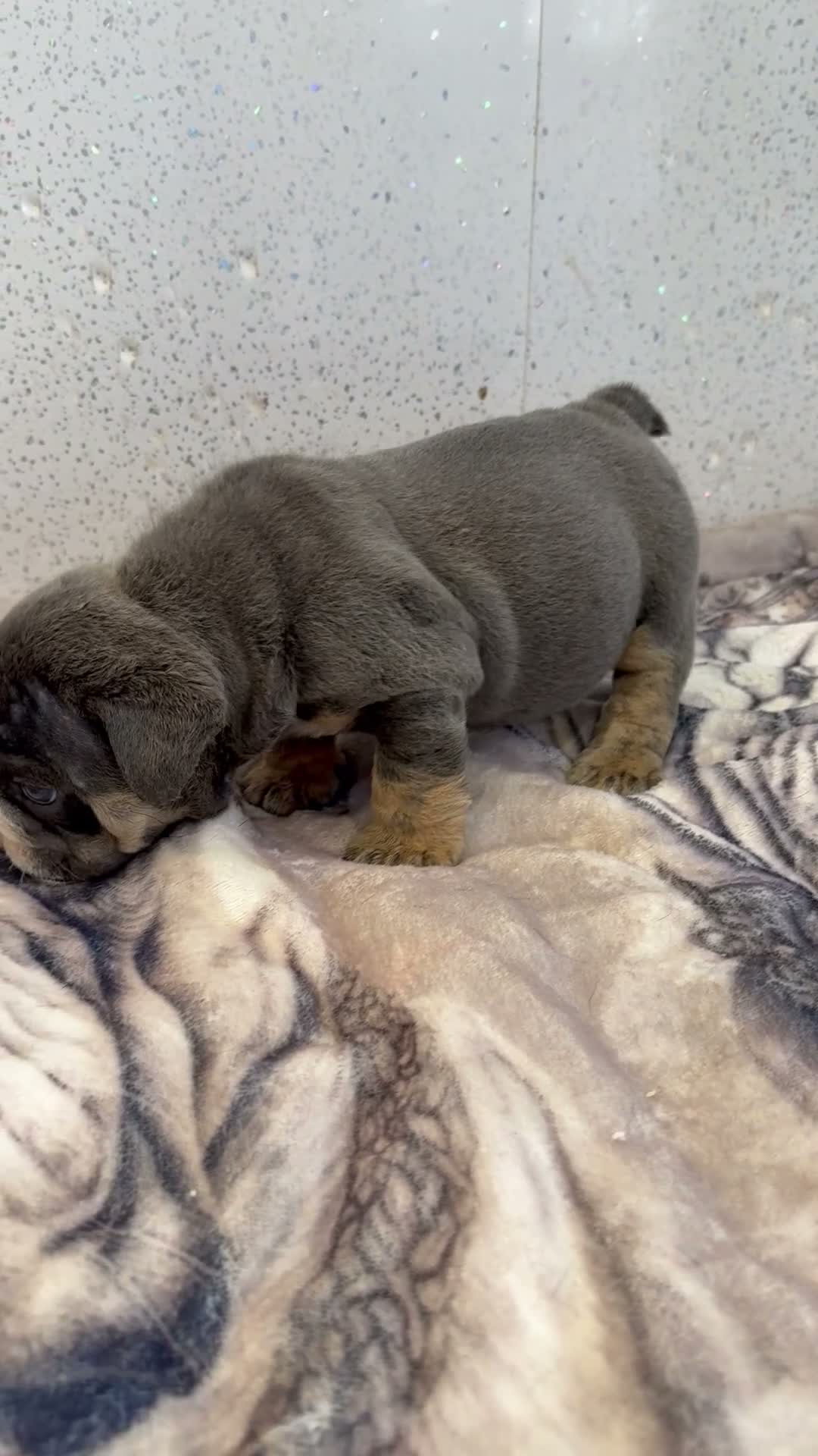 English Bulldog dogs for sale: English bulldog puppies  - Video 1