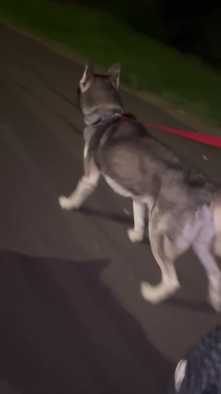 Siberian Husky dogs for sale: Siberian husky puppy - Video 1