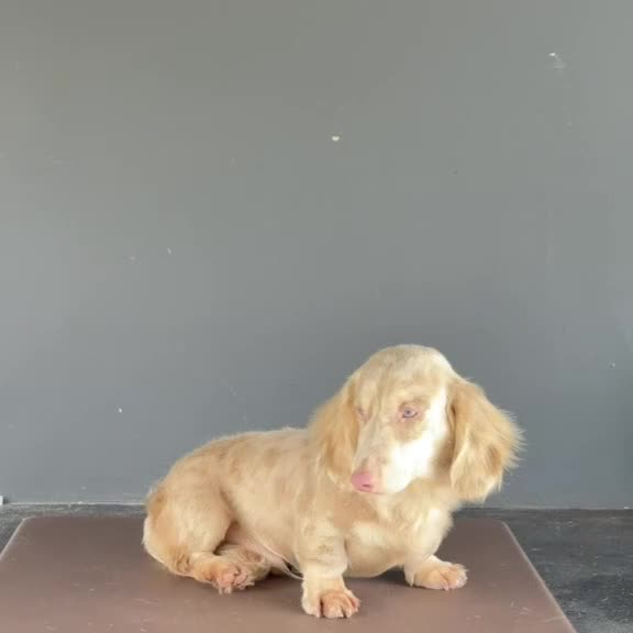 Miniature Dachshund dogs for stud: Mini Dacshund  - Video 1