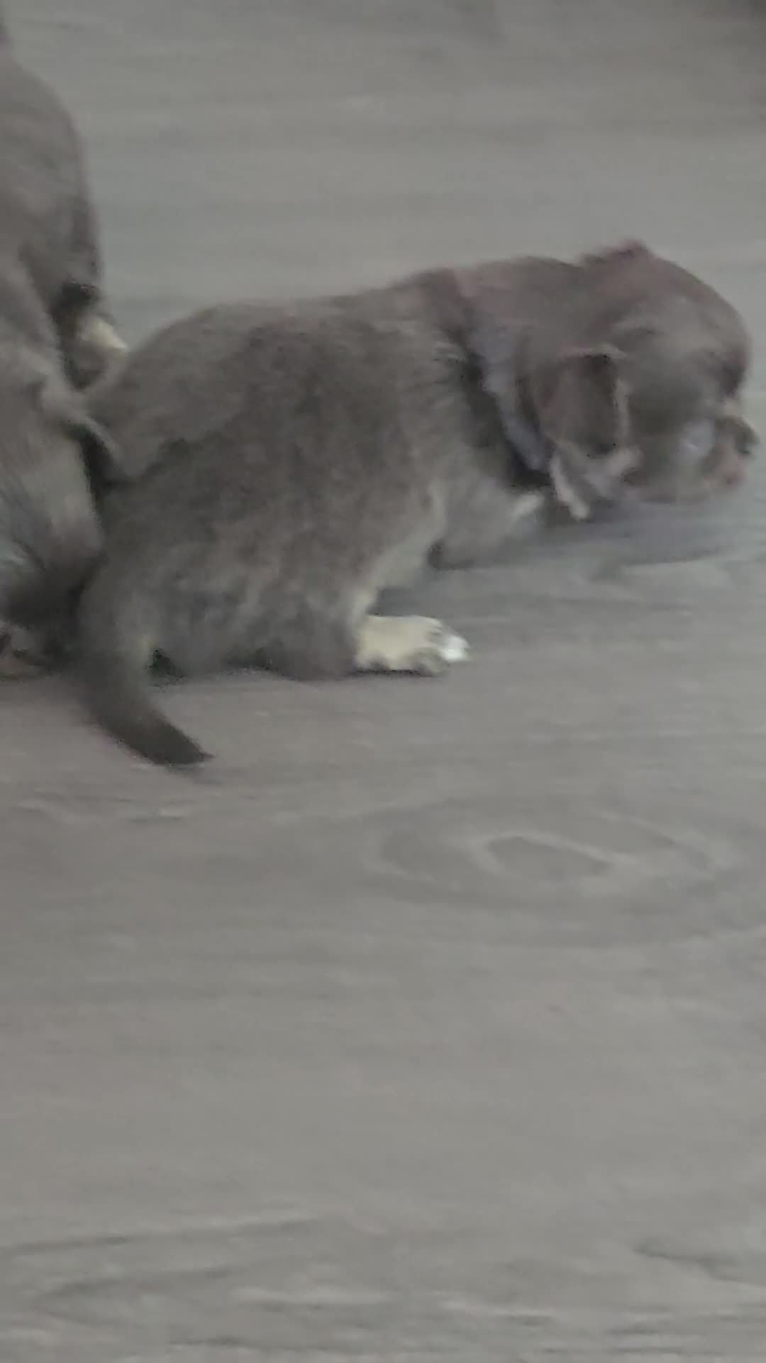 Chihuahua dogs for sale: Absolutely beautiful chihuahua puppies - Video 1