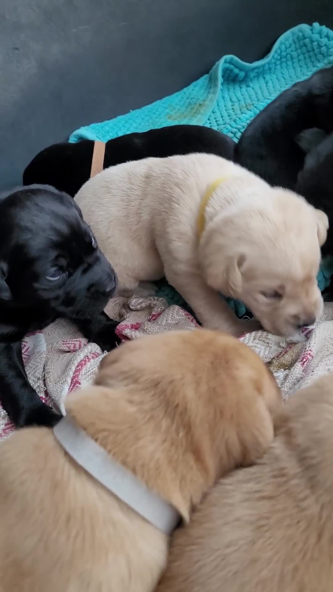 Labrador Retriever dogs for sale: Labrador Puppies ready for their forever homes in Walton-on-Thames - Video 4